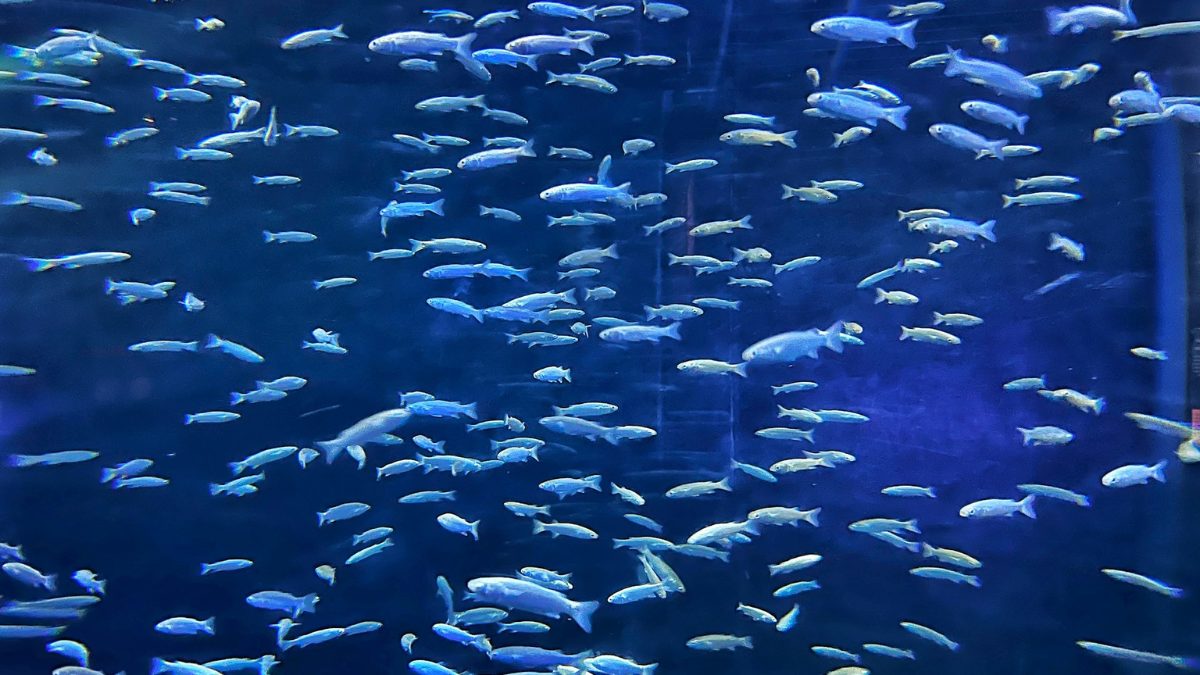 小魚の群れ